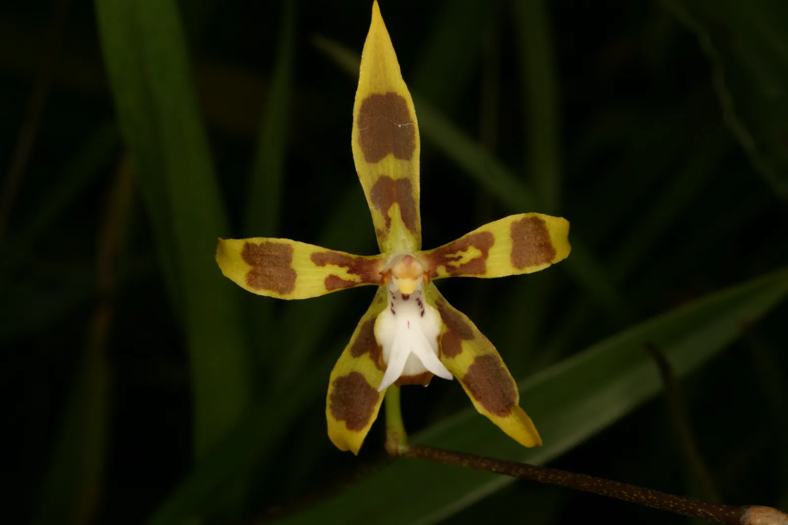 ODONTOGLOSSUM REVERSUM  