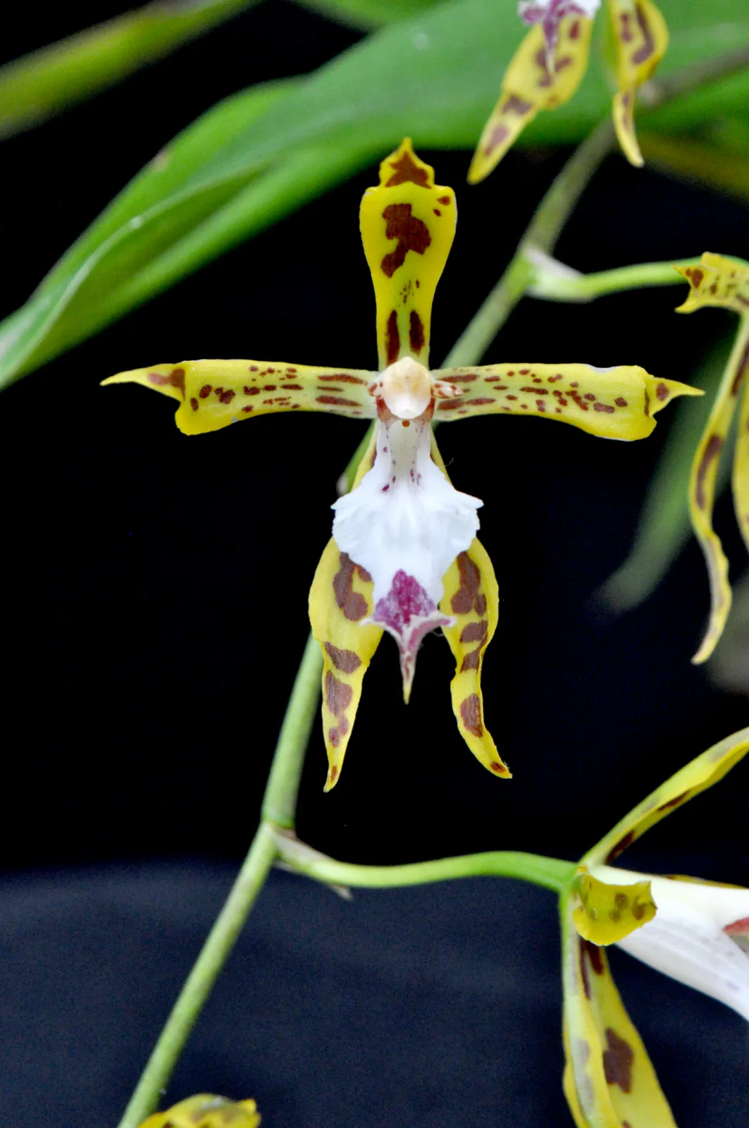 ODONTOGLOSSUM RHYNCHANTUM  