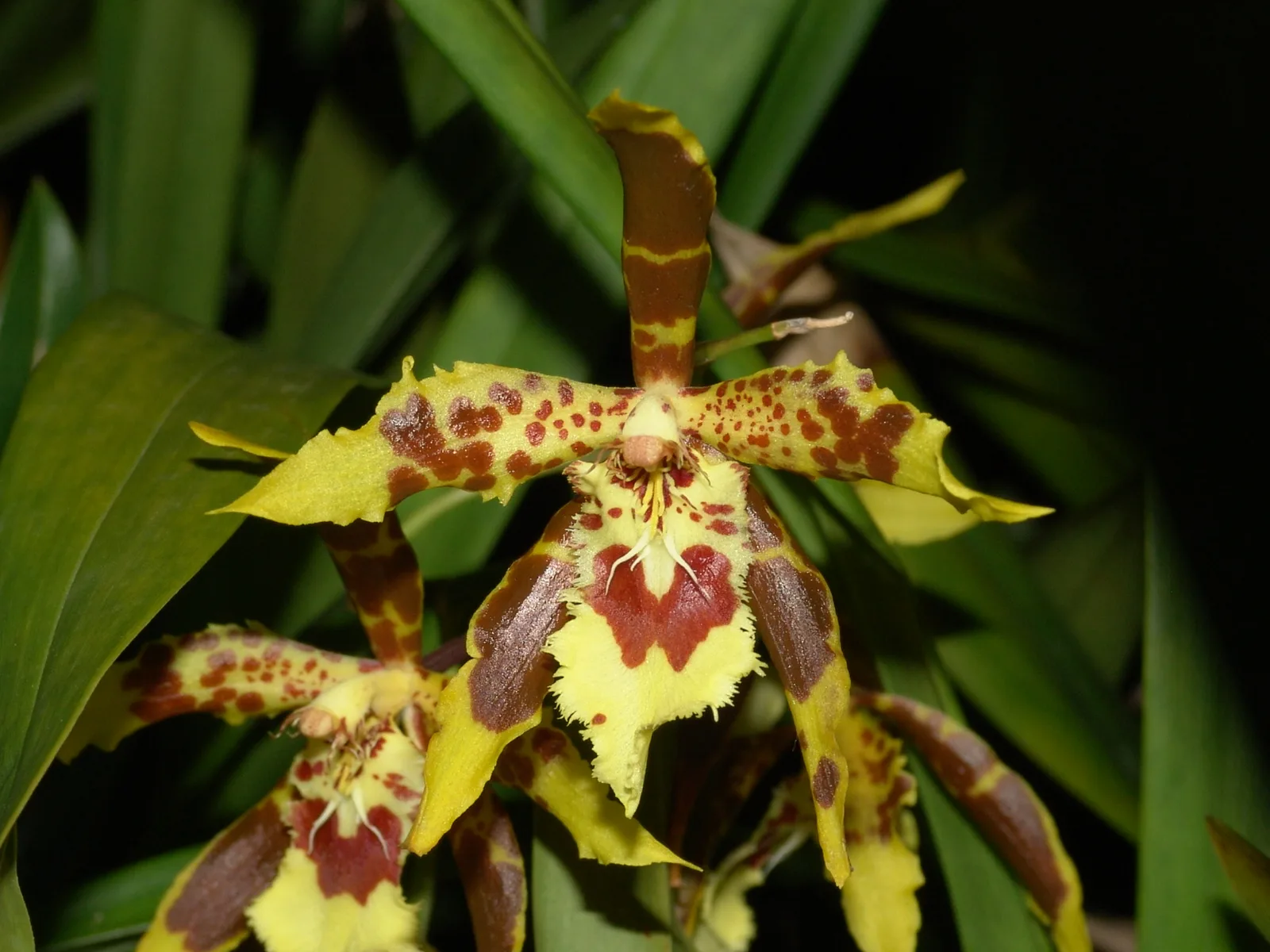 ODONTOGLOSSUM SCEPTRUM  