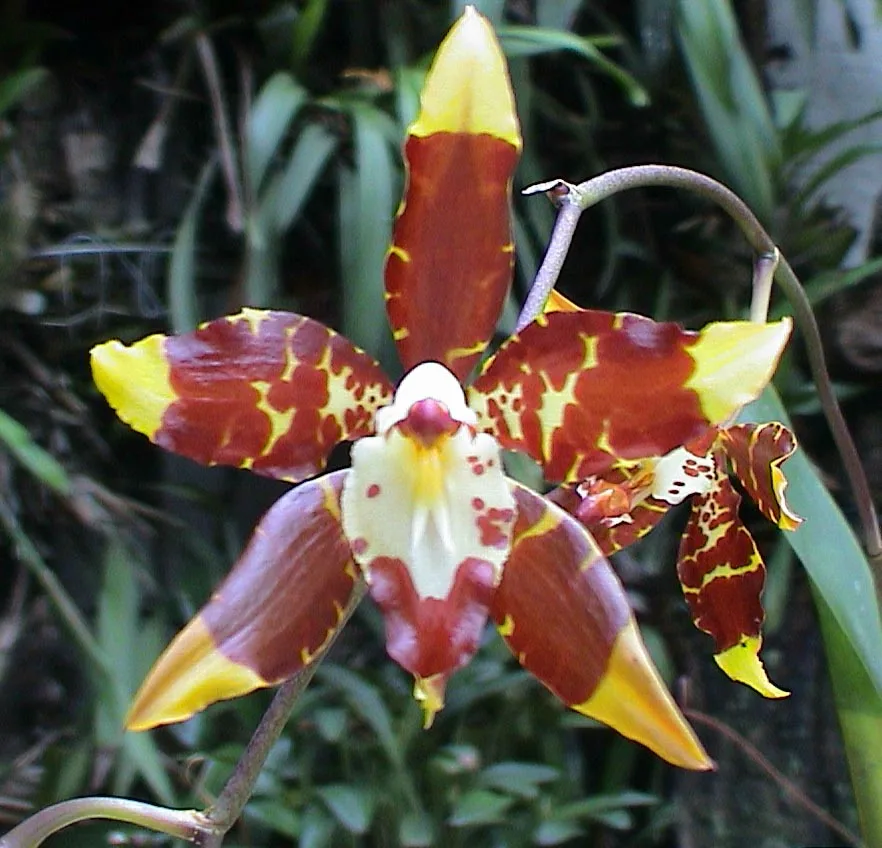 ODONTOGLOSSUM SPECTATISSIMUM  