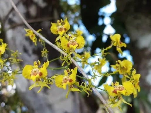 ONCIDIUM ABORTIVUM  