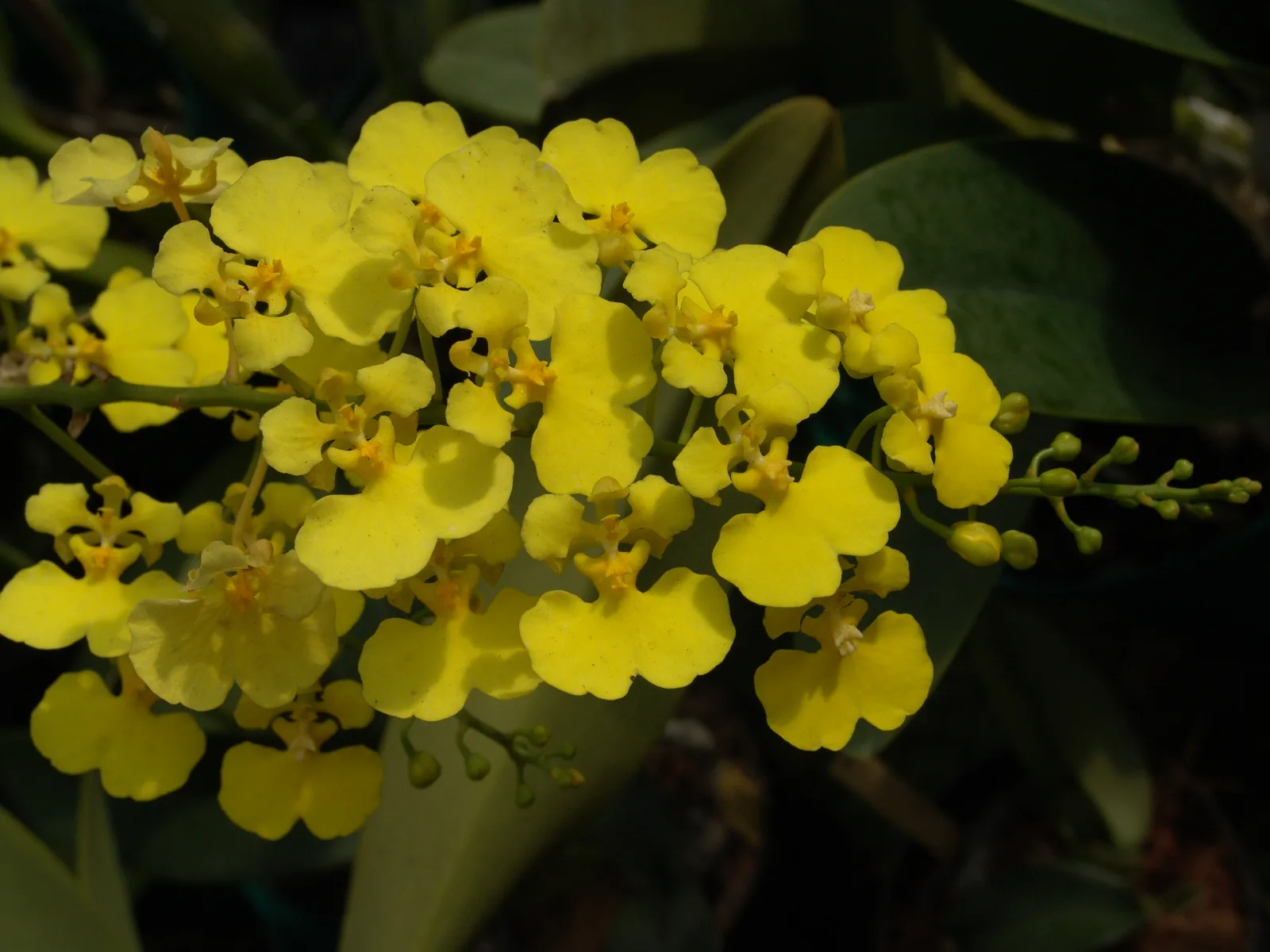 ONCIDIUM AMPLIATUM  