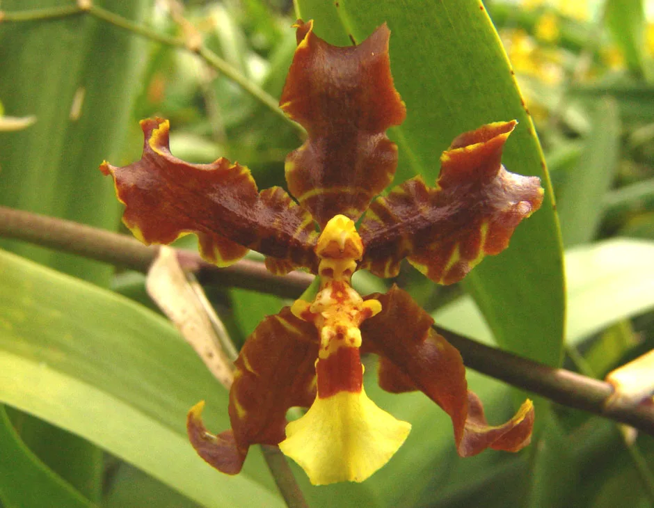 ONCIDIUM ANTHOCRENE  