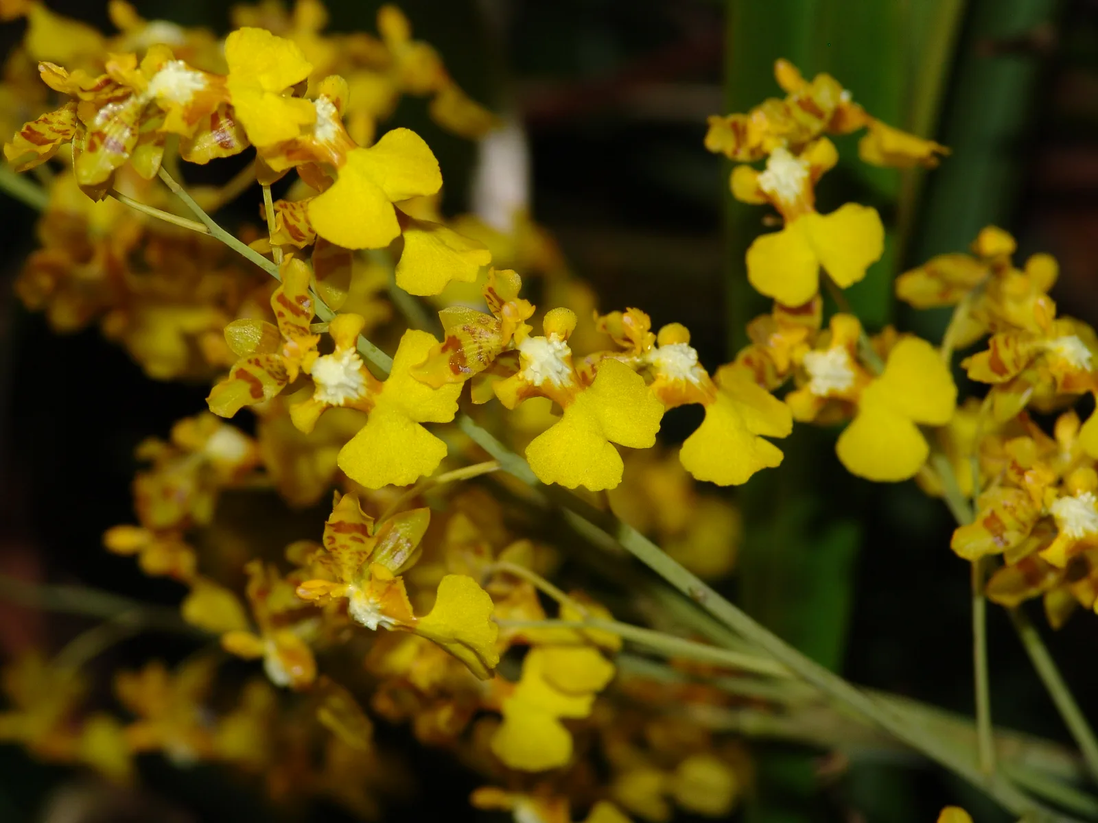ONCIDIUM AURIFERUM  