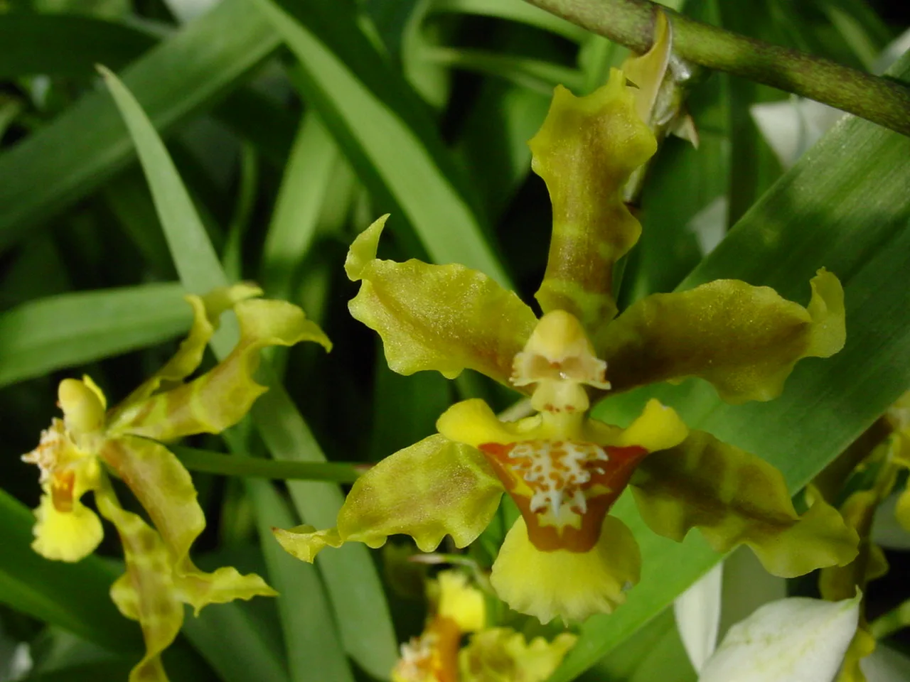ONCIDIUM BAUERI  