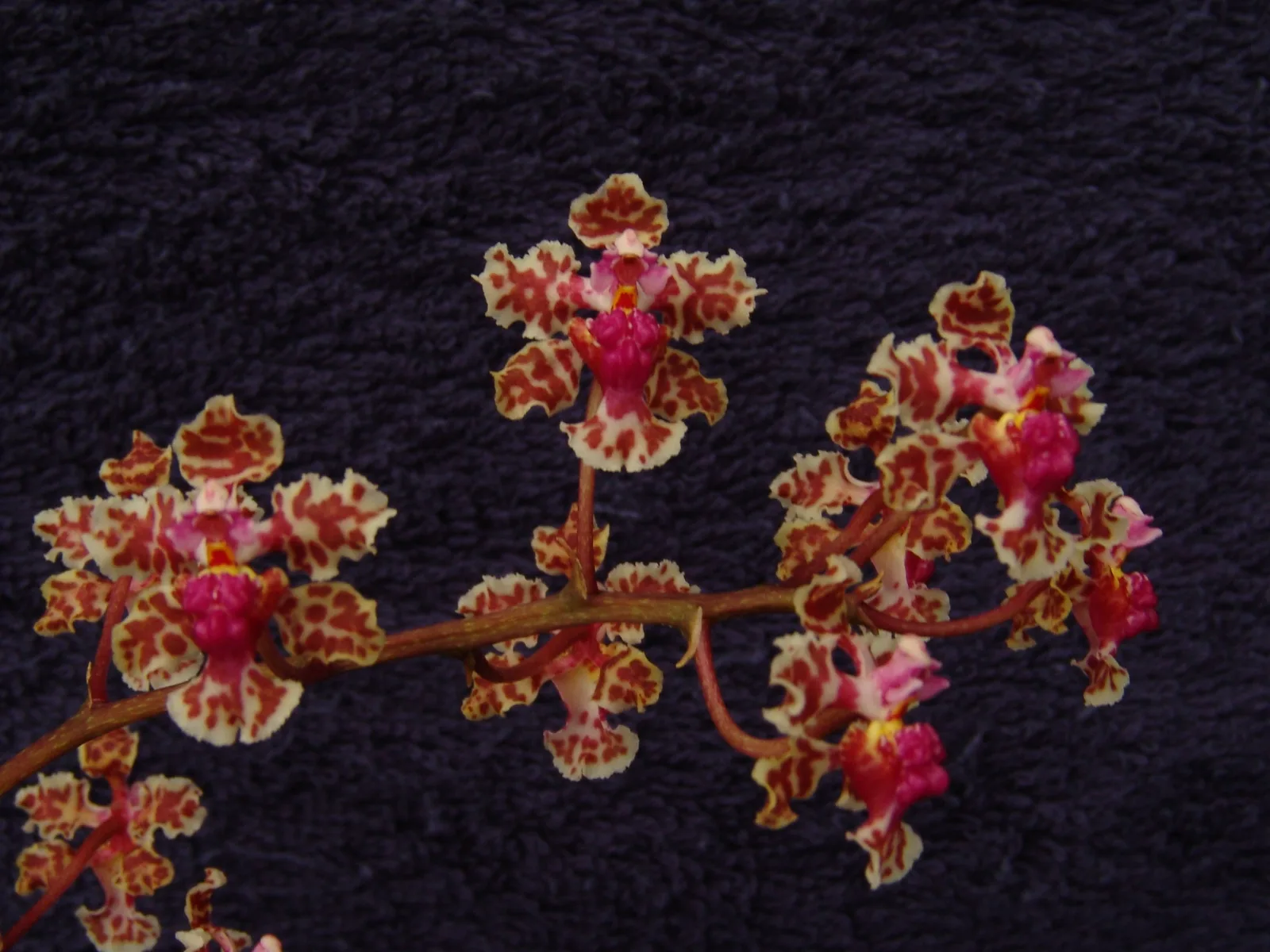 ONCIDIUM CARTAGENENSE  