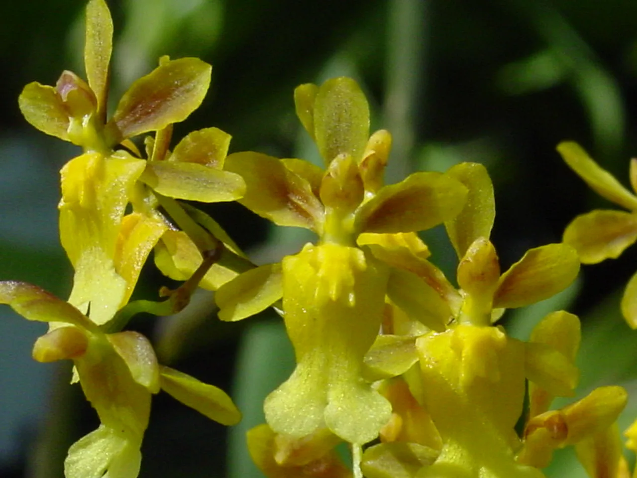 ONCIDIUM CHRYSOMORPHUM  