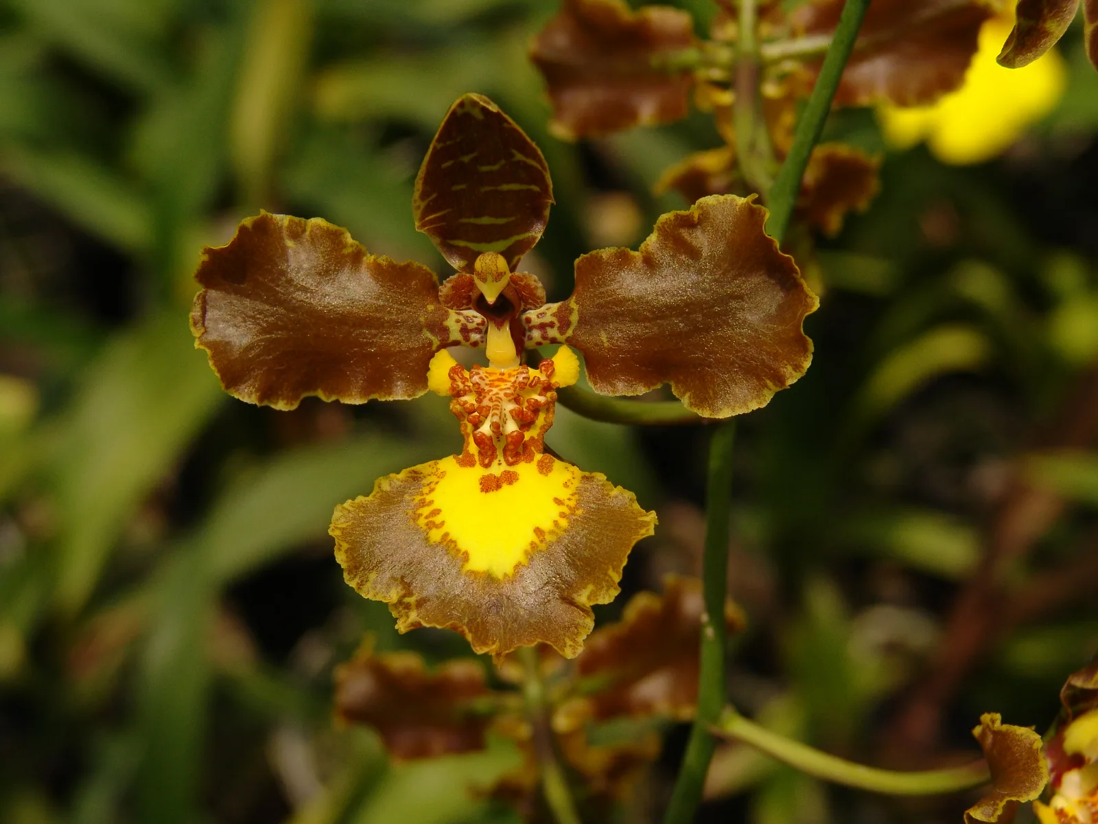 ONCIDIUM CRISPUM.  