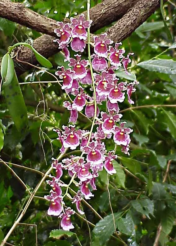 ONCIDIUM FUSCATUM  