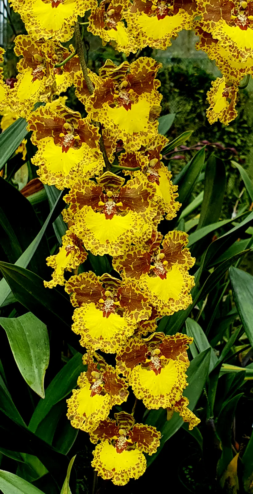 ONCIDIUM GARDNERII  