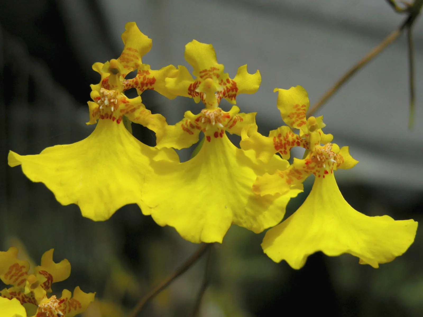 ONCIDIUM GLOBULIFERUM  