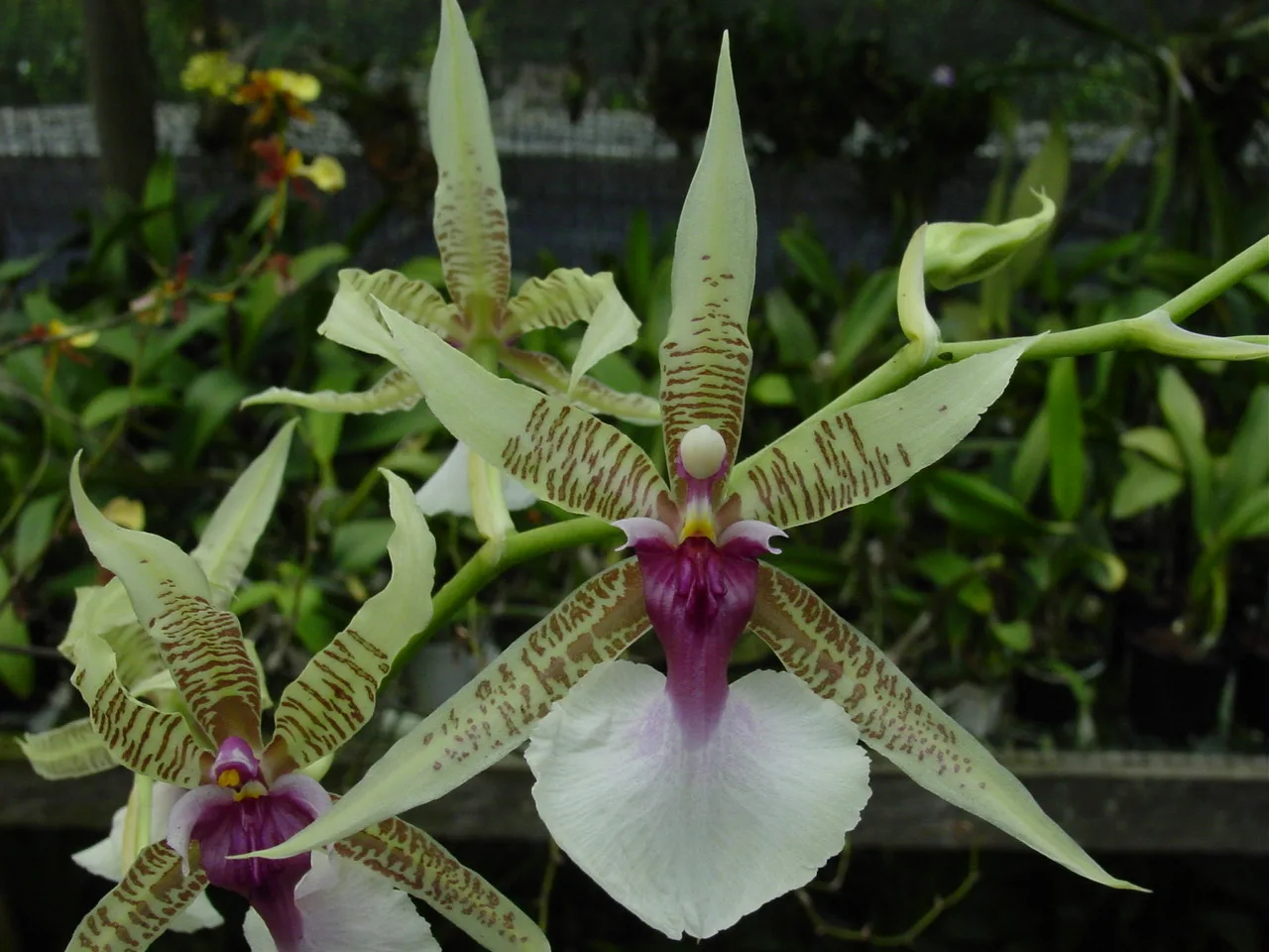 ONCIDIUM HASTILABIUM  