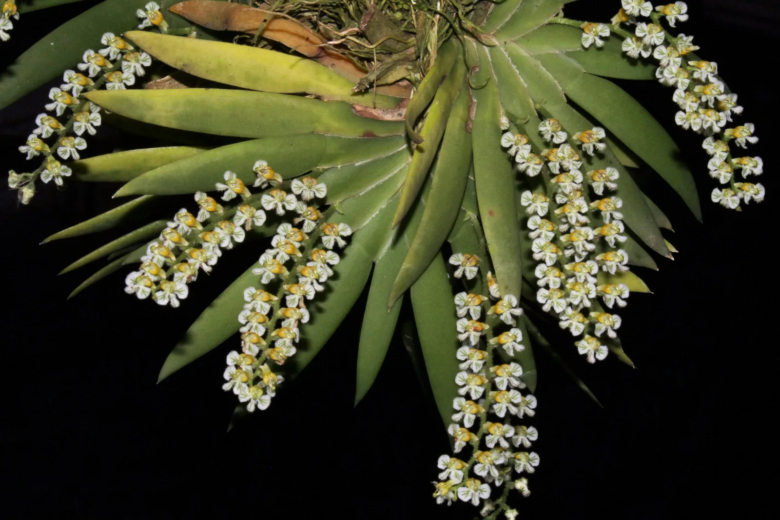 ORNITHOCEPHALUS KRUEGERII  