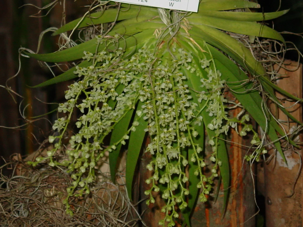 ORNITHOCEPHALUS BICORNIS  