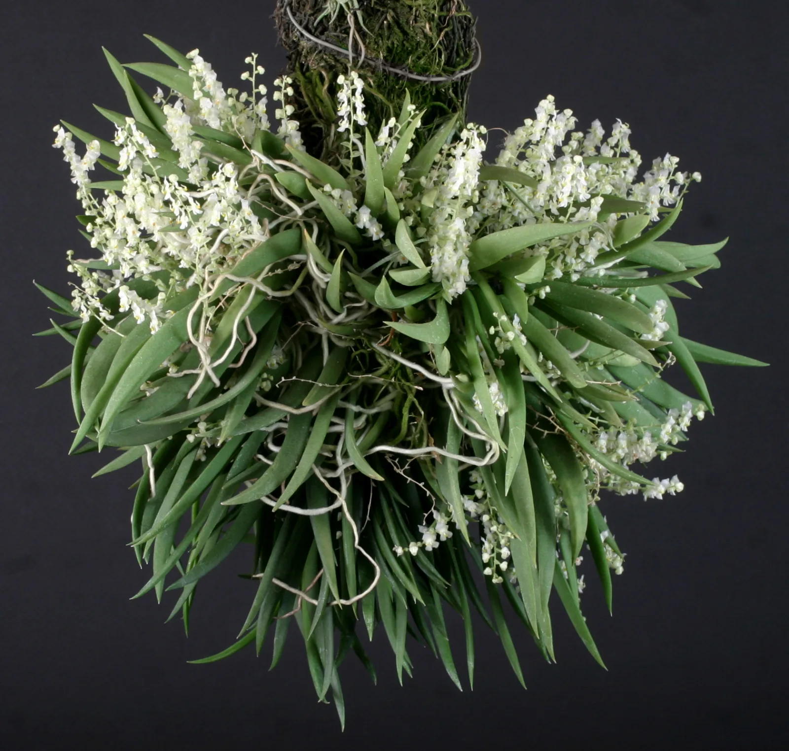 ORNITHOCEPHALUS DOLABRATUS  