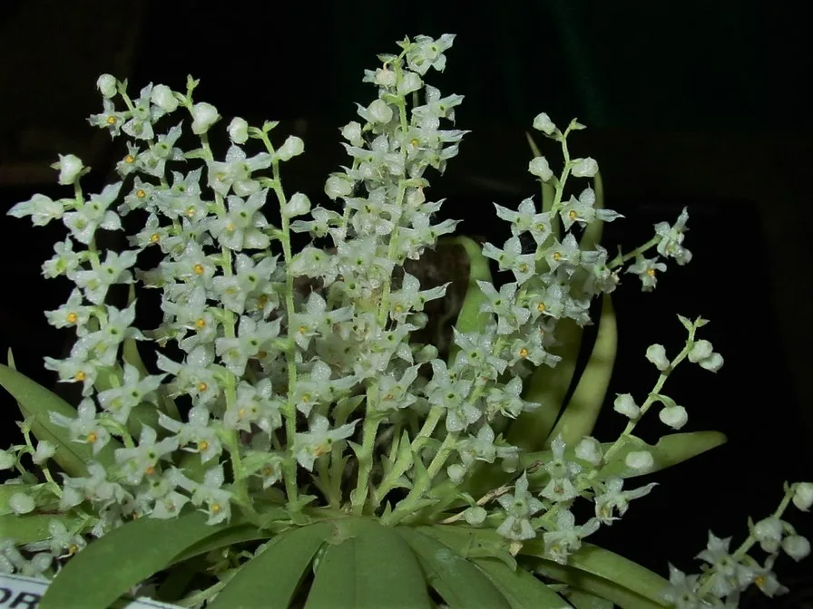 ORNITHOCEPHALUS ECUADORENSE  