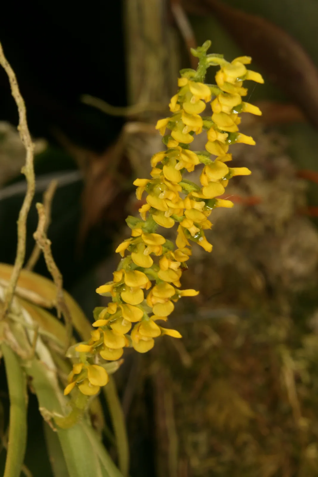 ORNITHOCEPHALUS SCOBARIANUS  