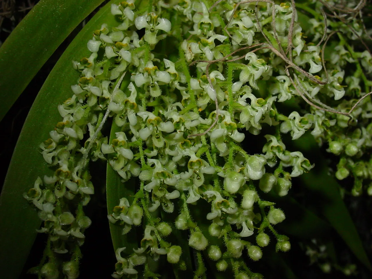 ORNITHOCEPHALUS VASQUEZII  