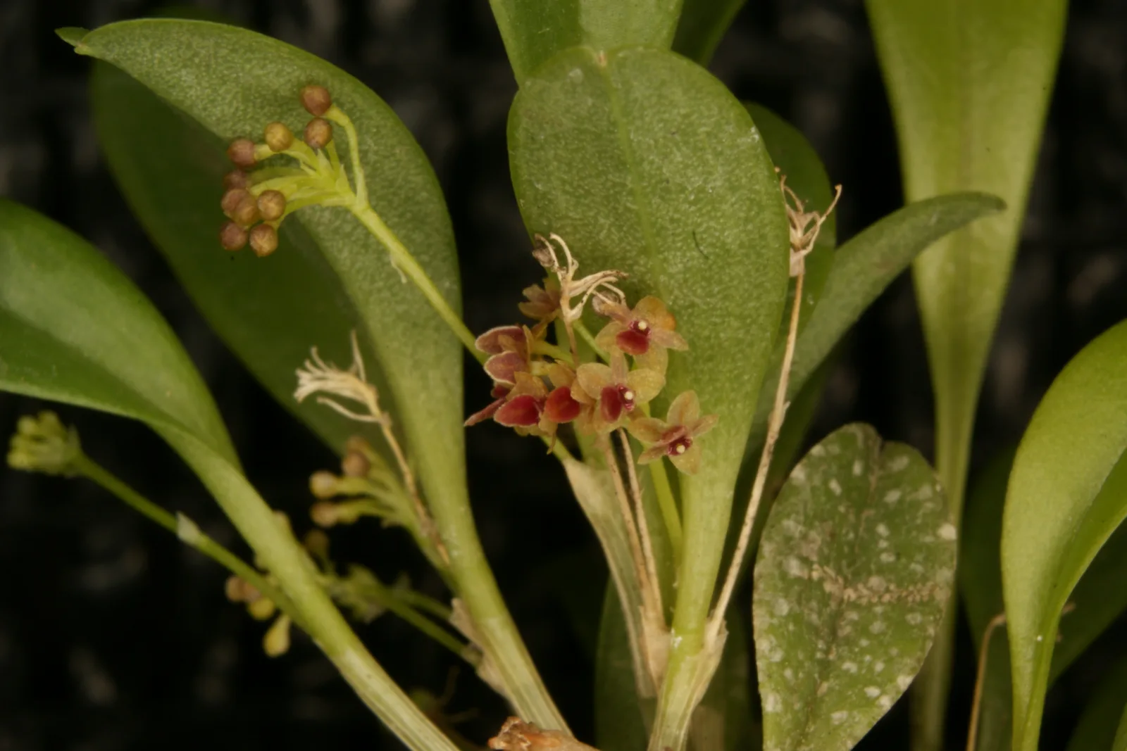 PLATYSTELE ORTIZIANA  