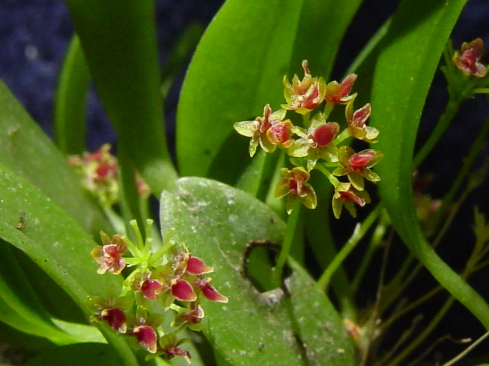 PLATYSTELE BEATRICII  