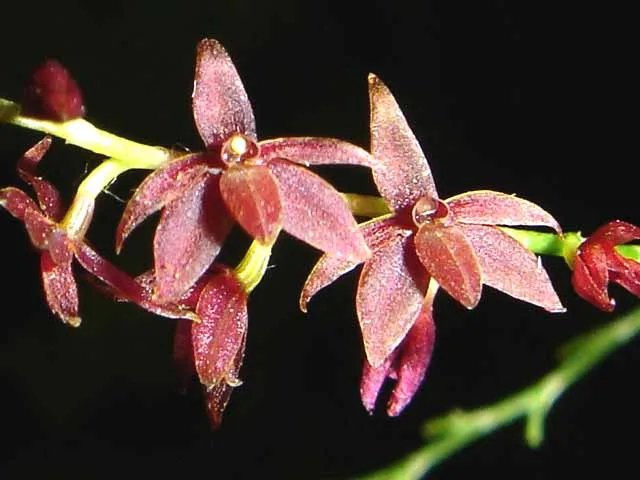 PLATYSTELE CONSOBRINA  