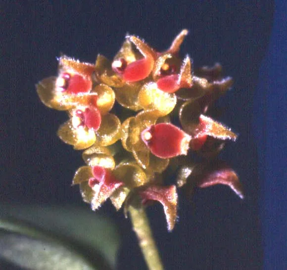 PLATYSTELE DASYGLOSSA.  