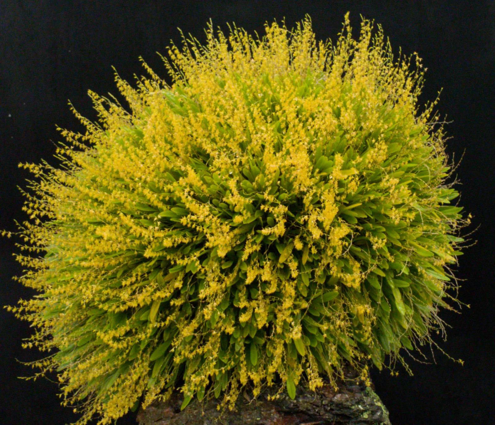 PLATYSTELE SCHHMIDTCHENII  