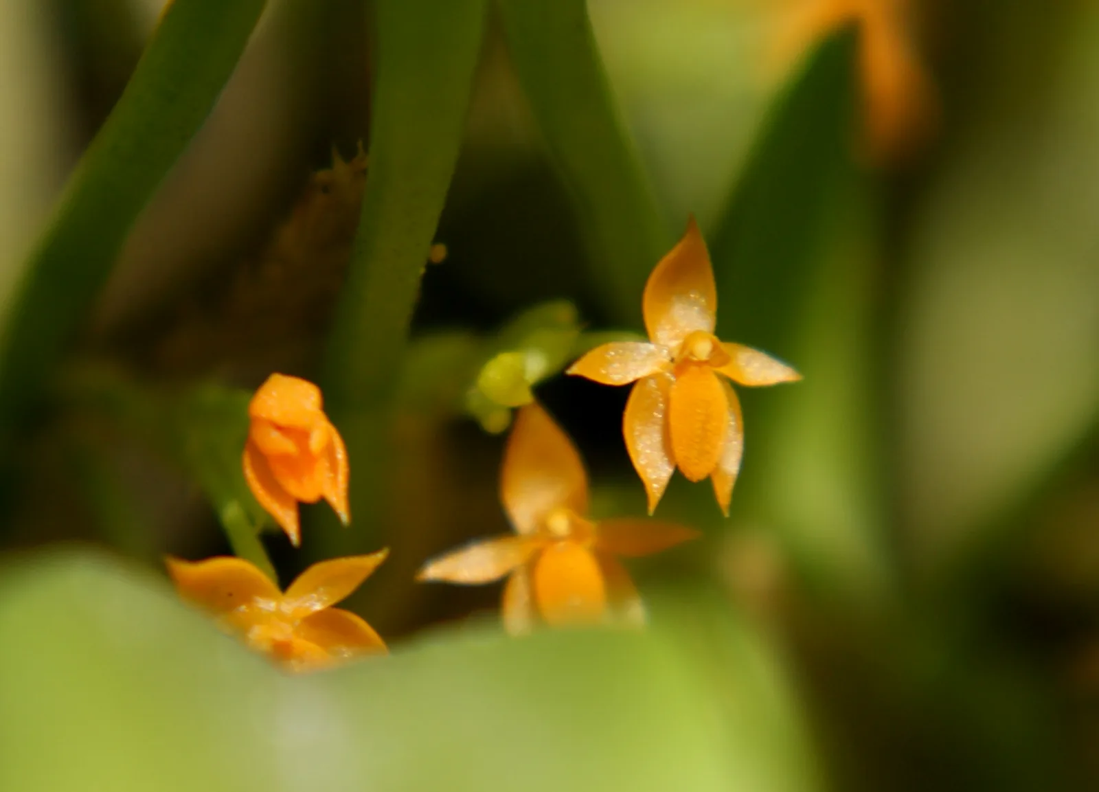 PLATYSTELE STENOSTACHYA  