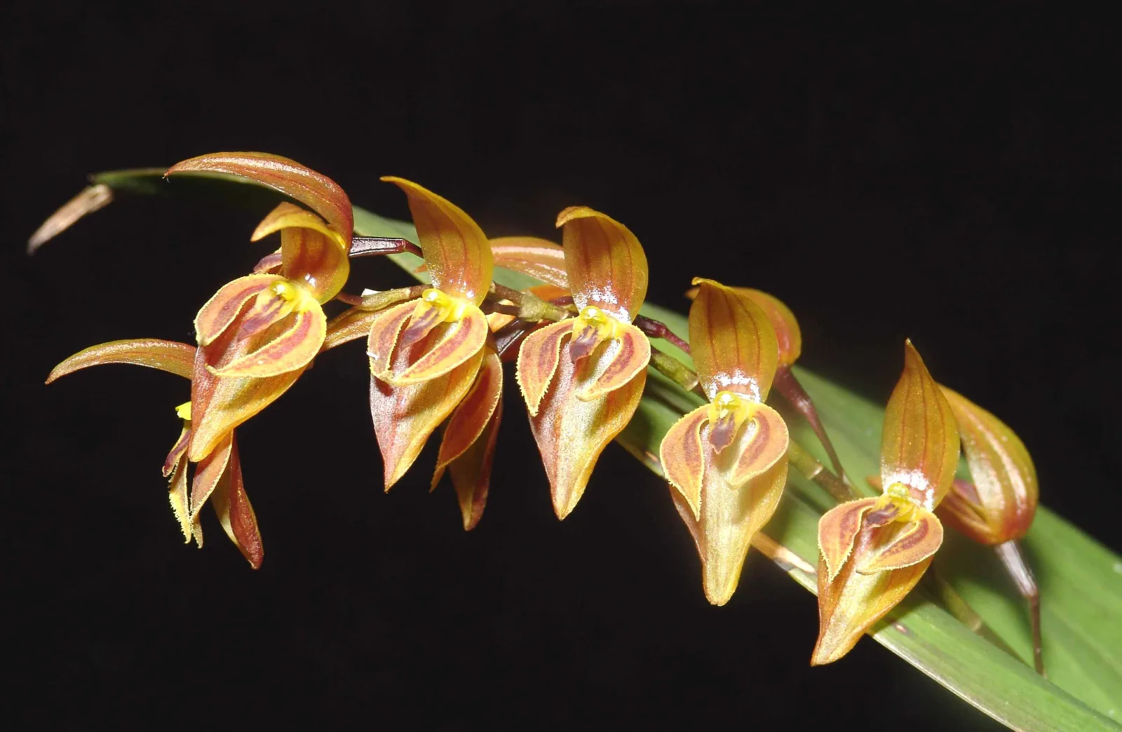 PLEUROTHALLIS ALVAROII  