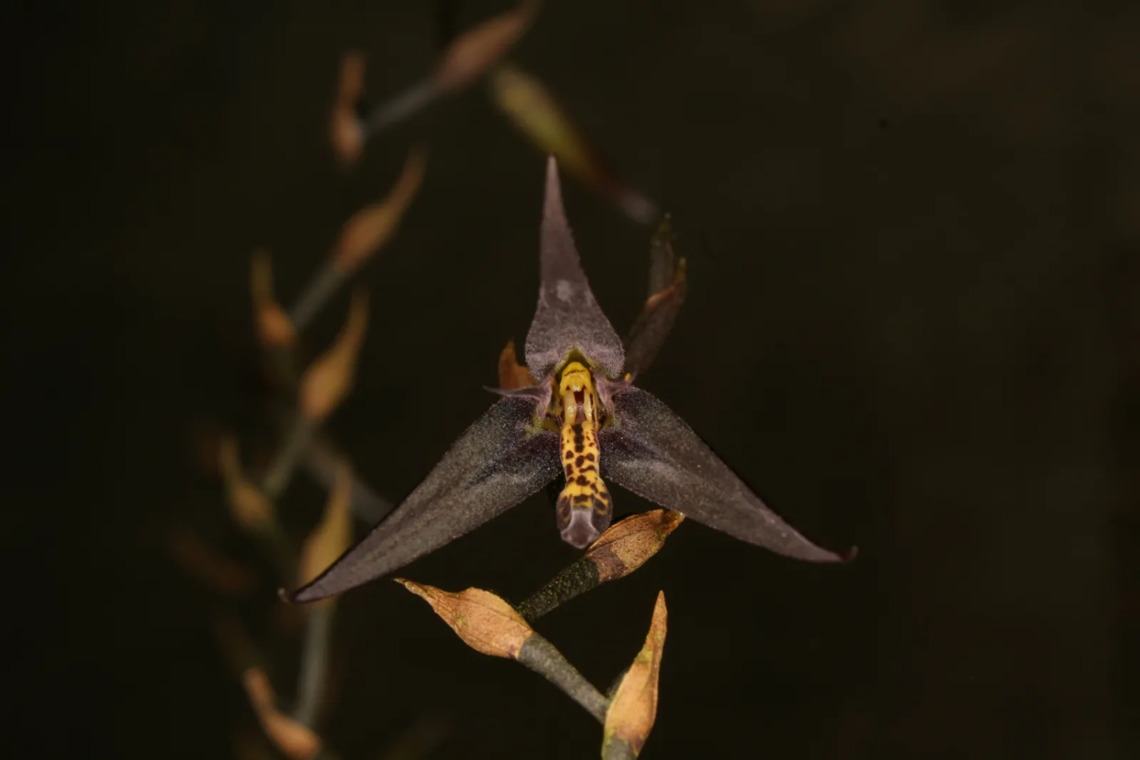PLEUROTHALLIS ANFRACTA  
