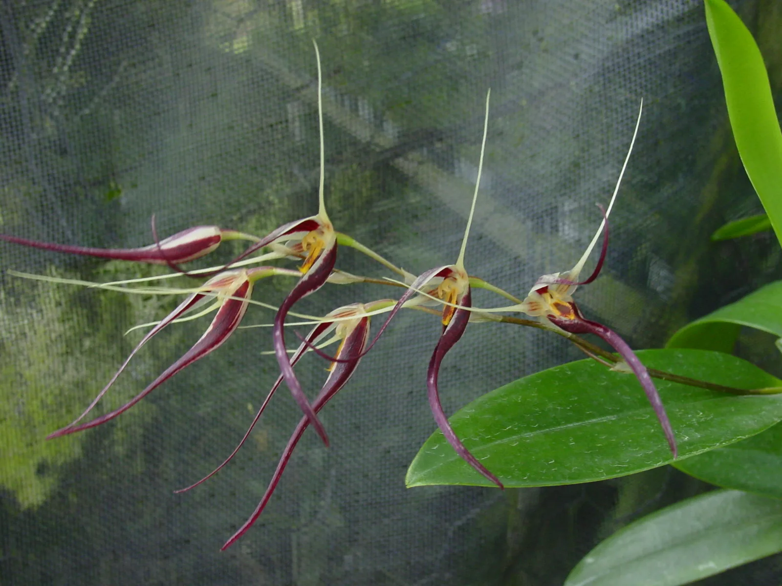 PLEUROTHALLIS BISERRULA  