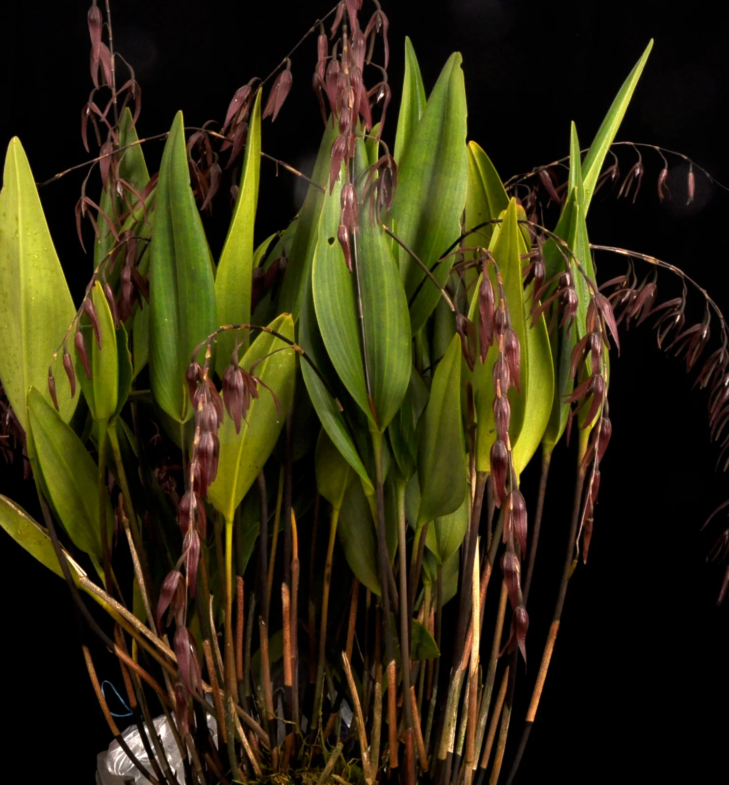 PLEUROTHALLIS EXCELSA  