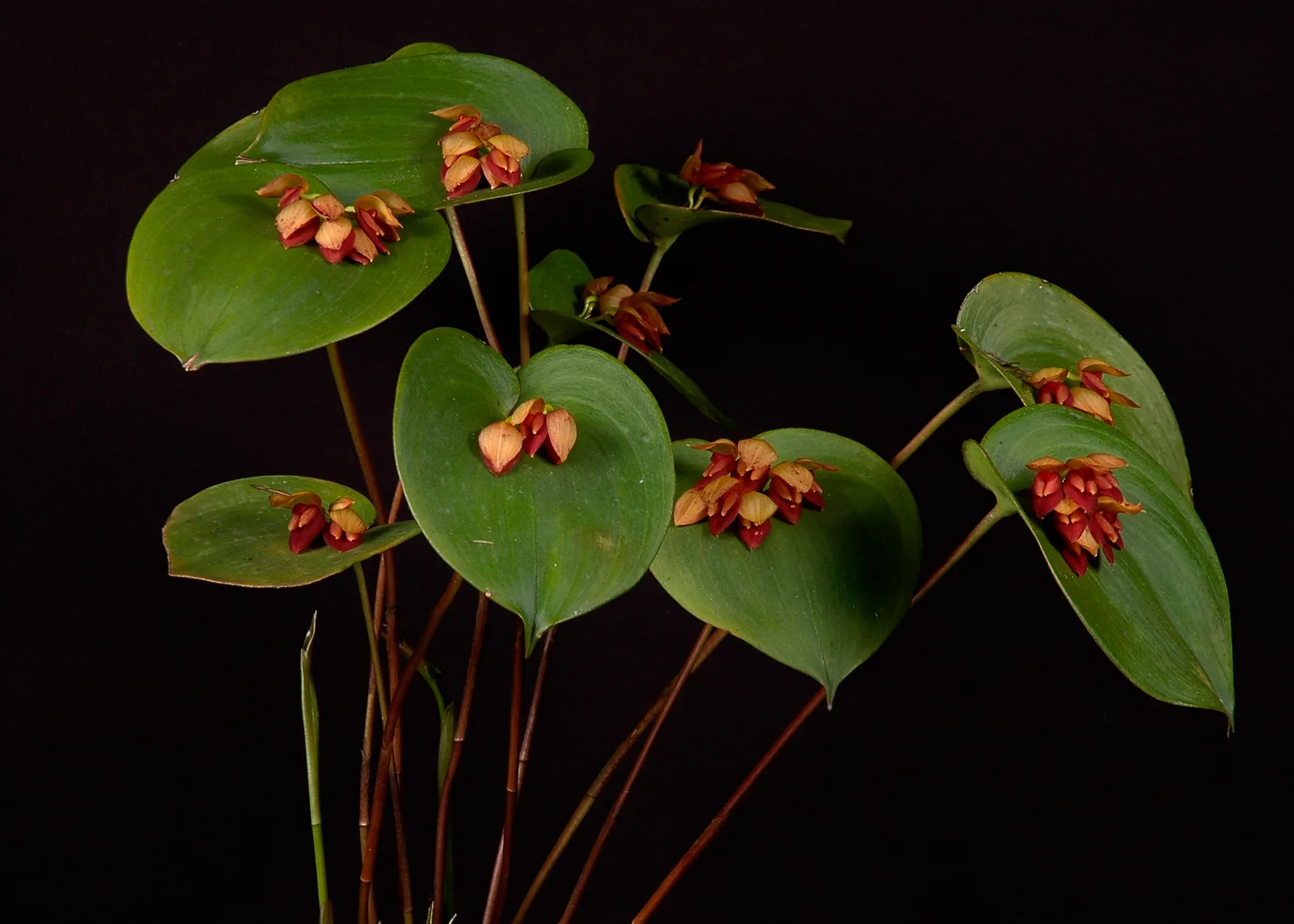 PLEUROTHALLIS MARTHA  