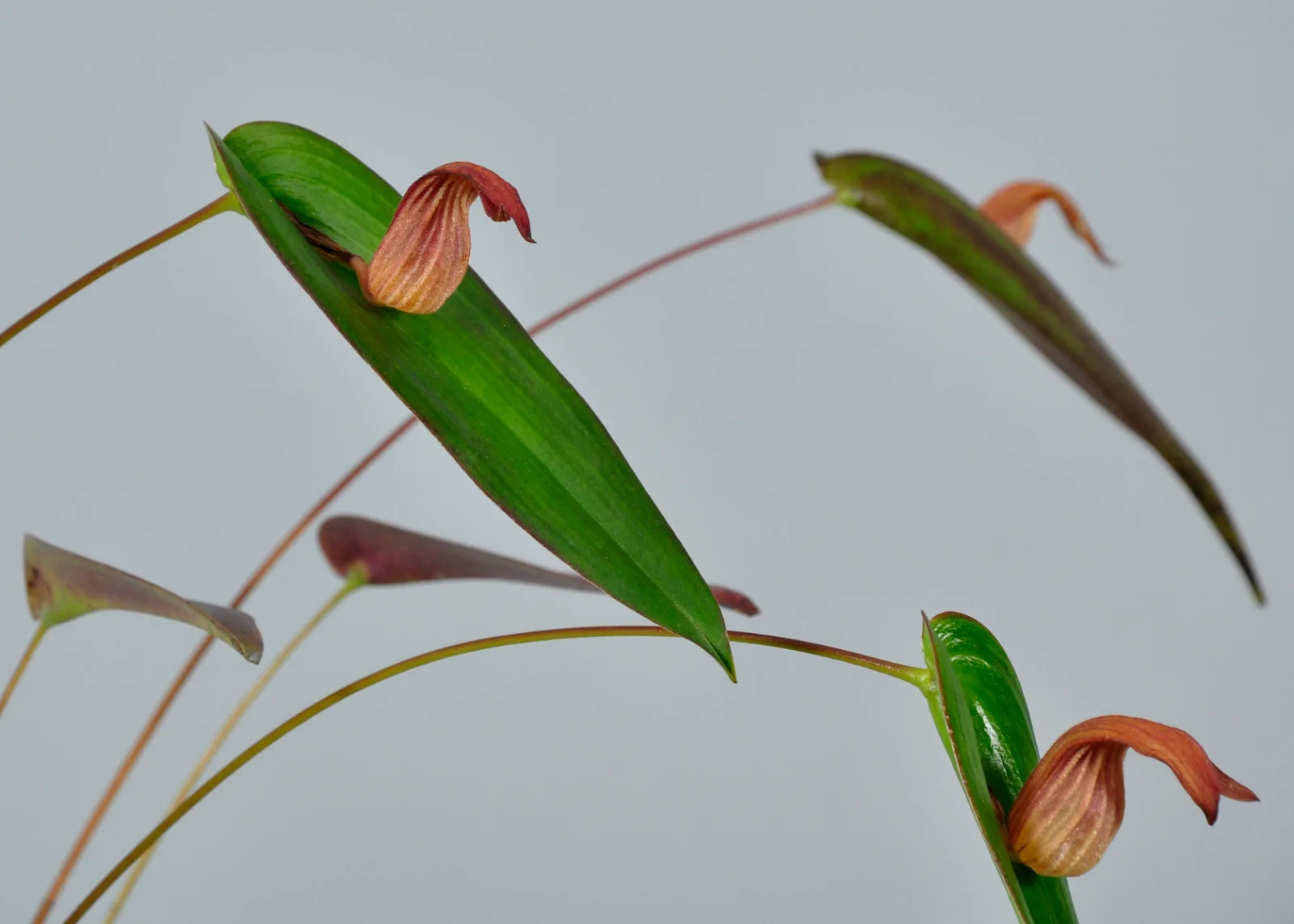 PLEUROTHALLIS NOSSAX  