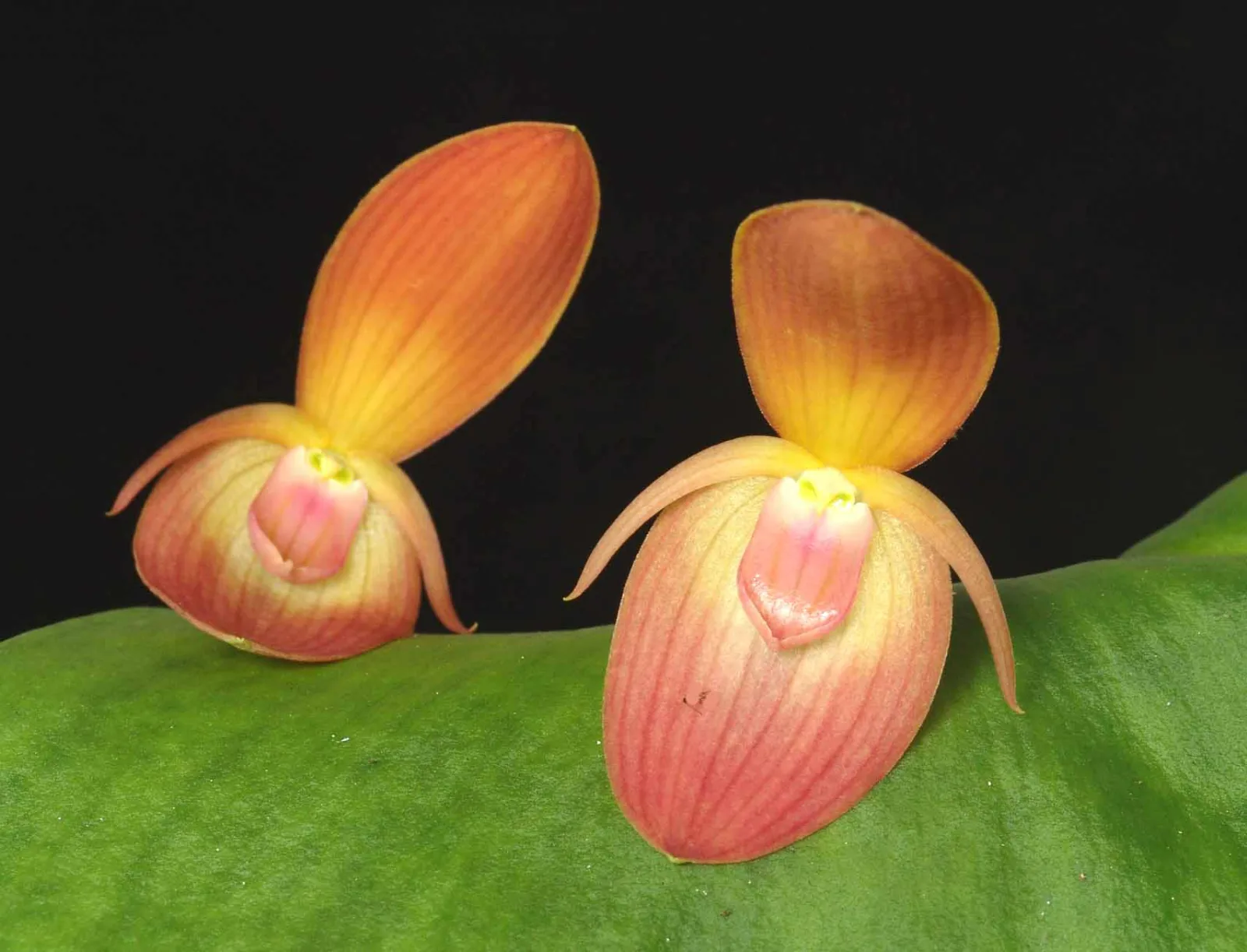 PLEUROTHALLIS TITAN  