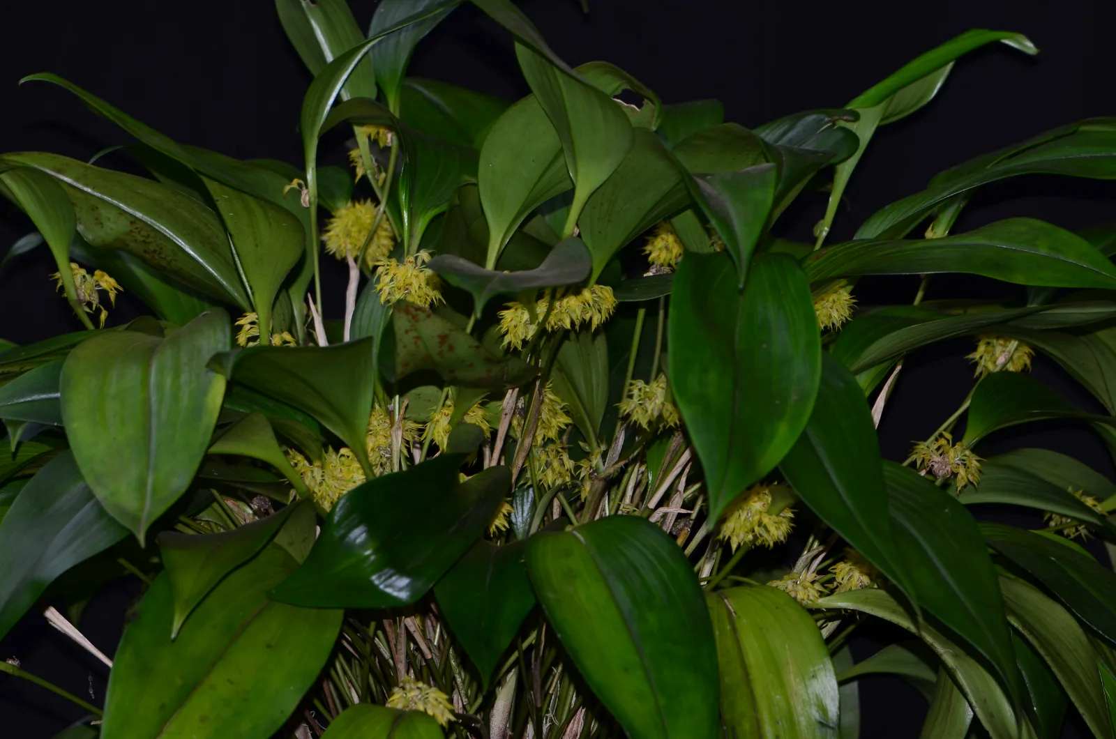 PLEUROTHALLIS CHLOROLEUCA  