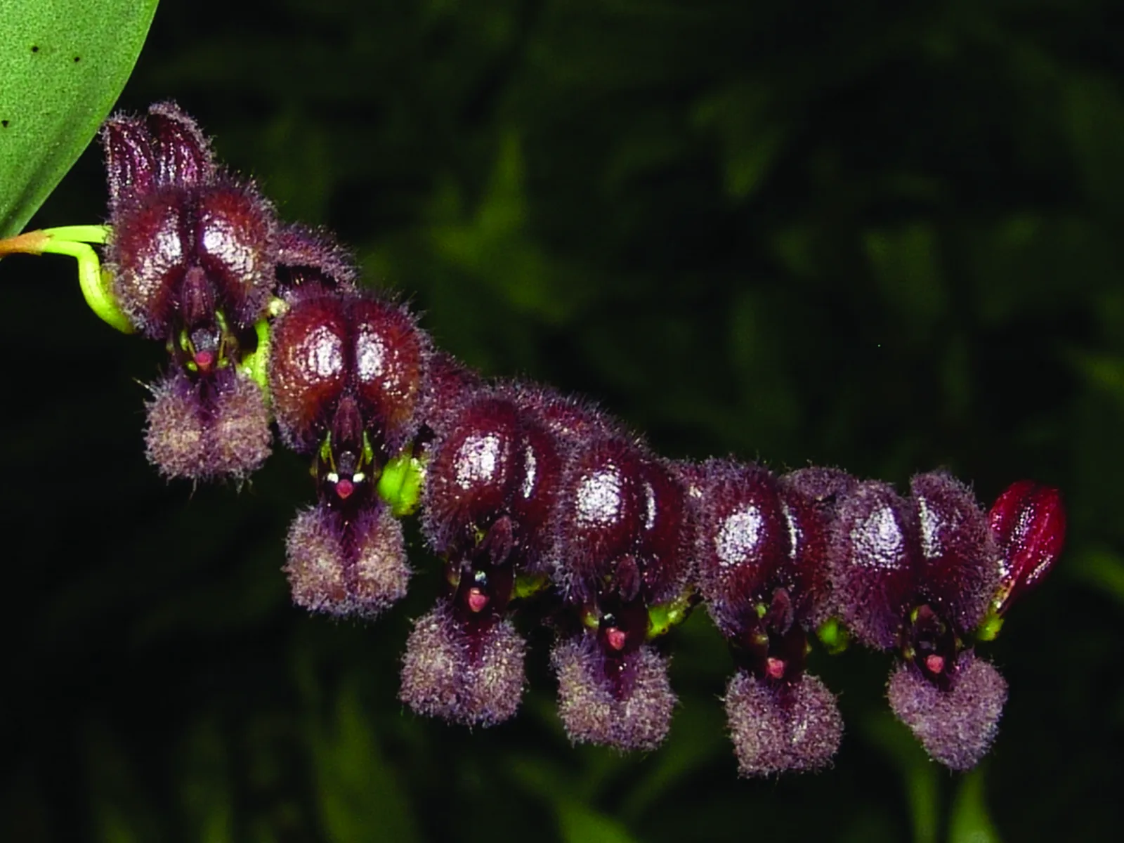 PLEUROTHALLIS TARANTULA  