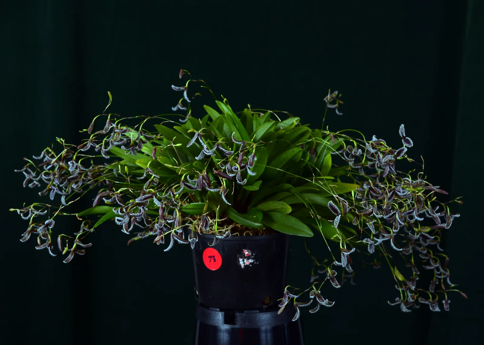 PLEUROTHALLIS FLEXUOSA  