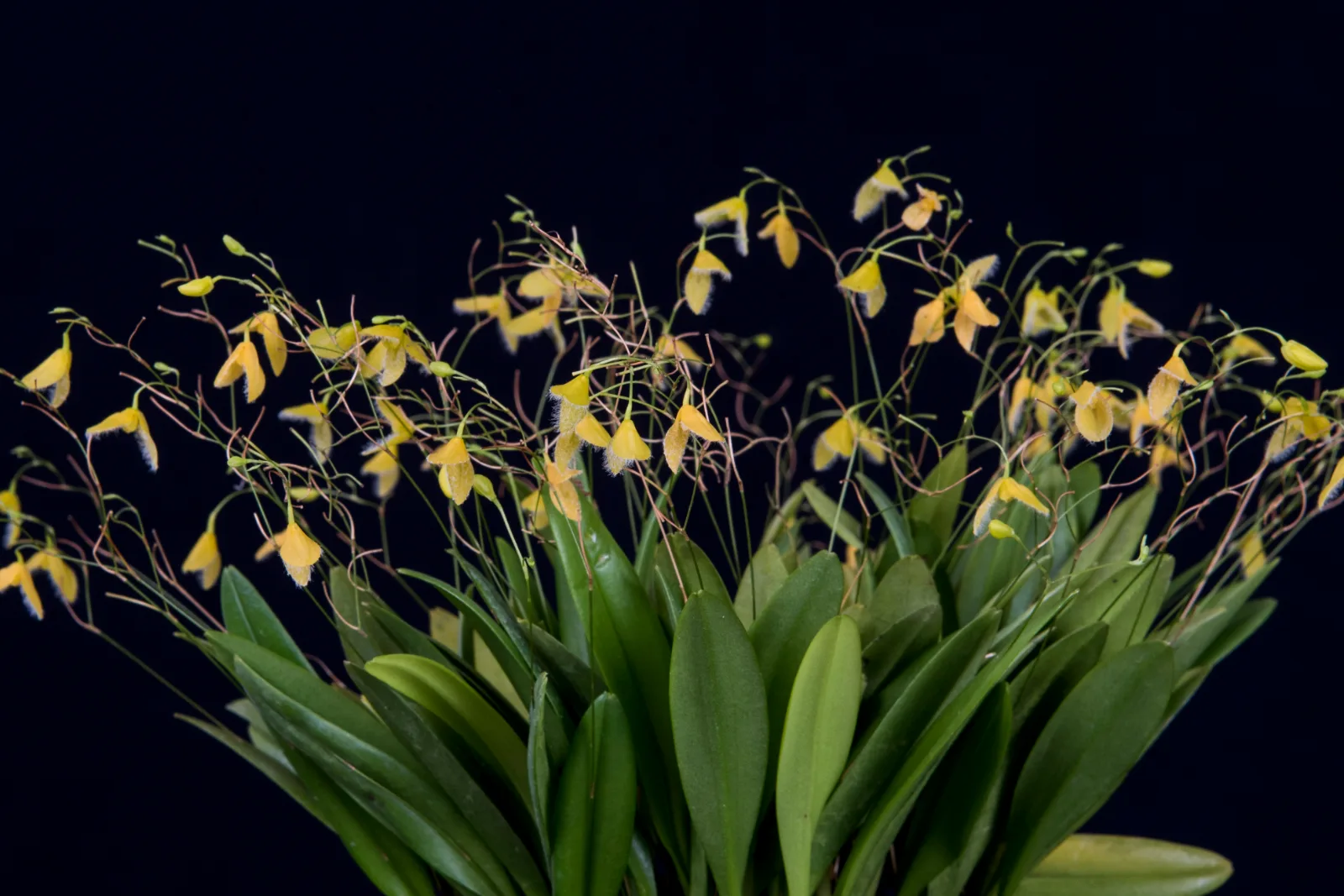 PLEUROTHALLIS FLEXUOSA  'XANTHINA'