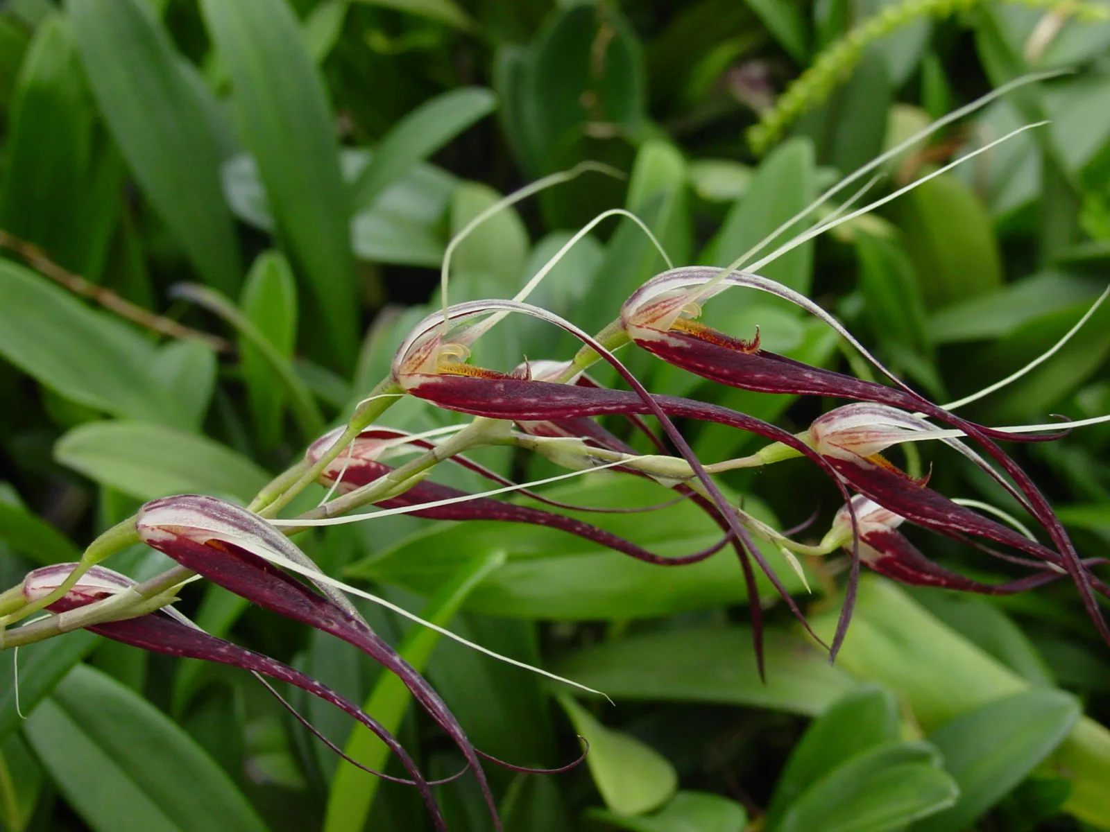 PLEUROTHALLIS GLOSSOPOGON  