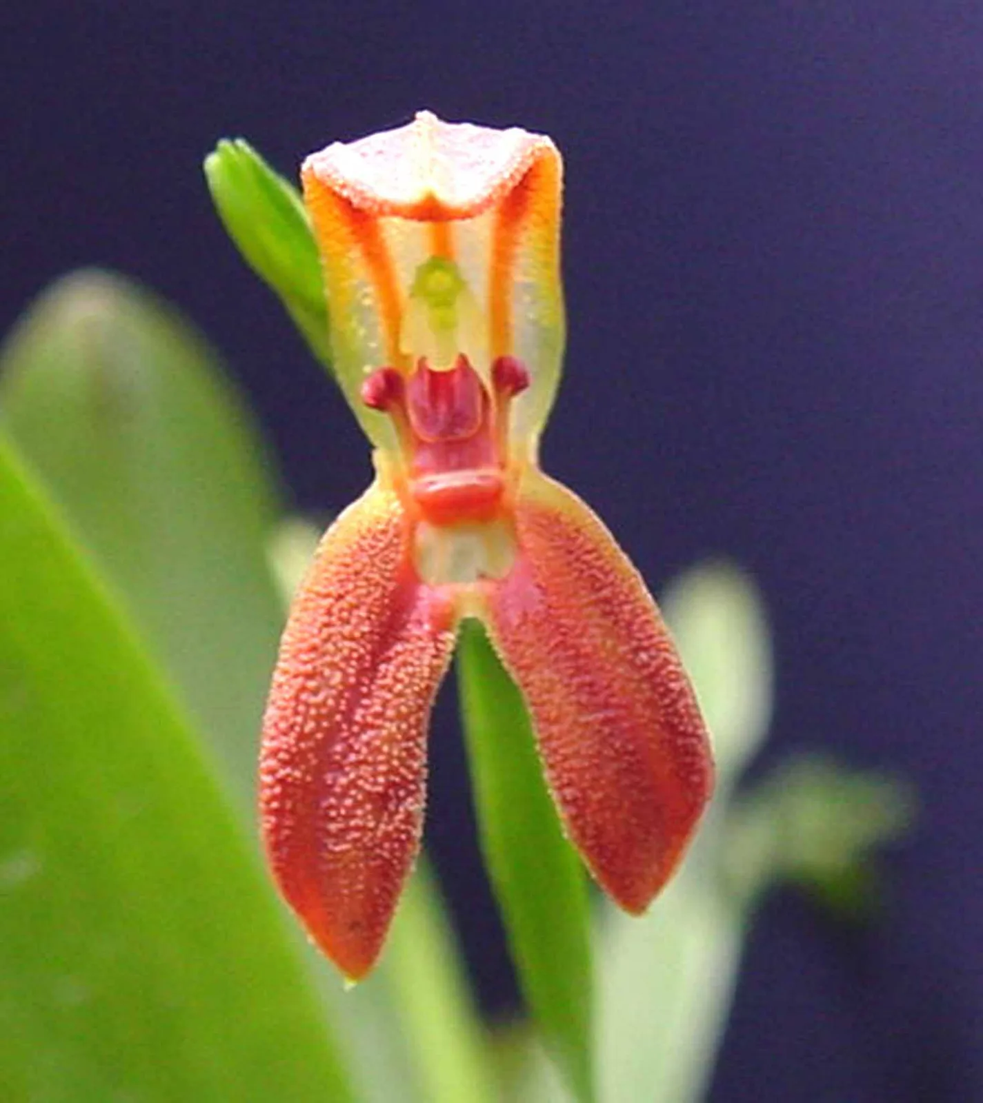 PLEUROTHALLIS ENDOTRACHYS  