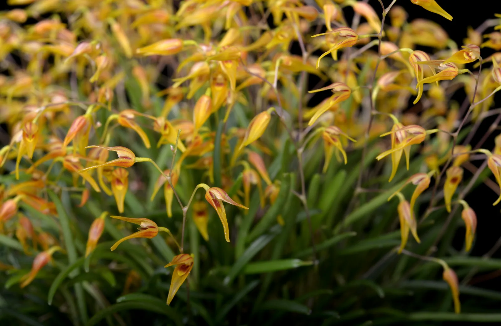 PLEUROTHALLIS GROBYI  