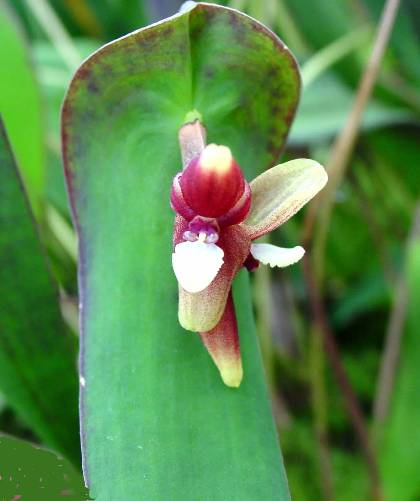 PLEUROTHALLIS PERIJAENSIS  