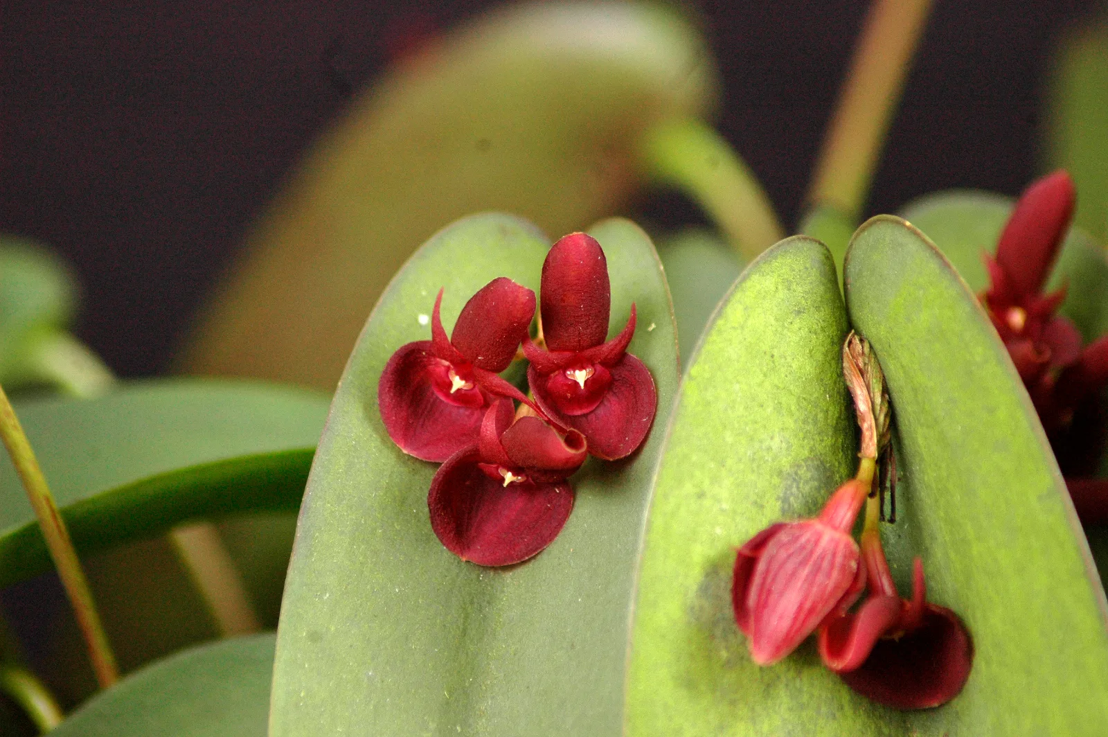 PLEUROTHALLIS FORNIX  