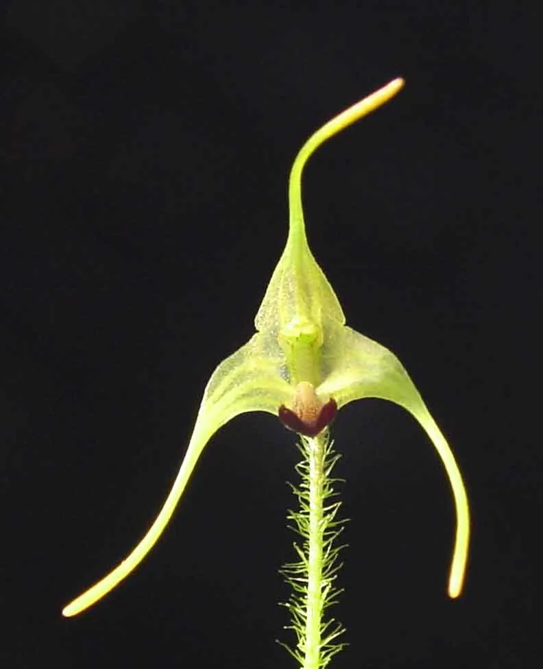 PORROGLOSSUM MUSCOSSUM  