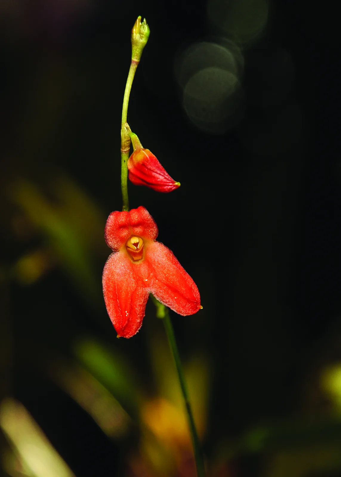 PORROGLOSSUM EDUARDII  '.'