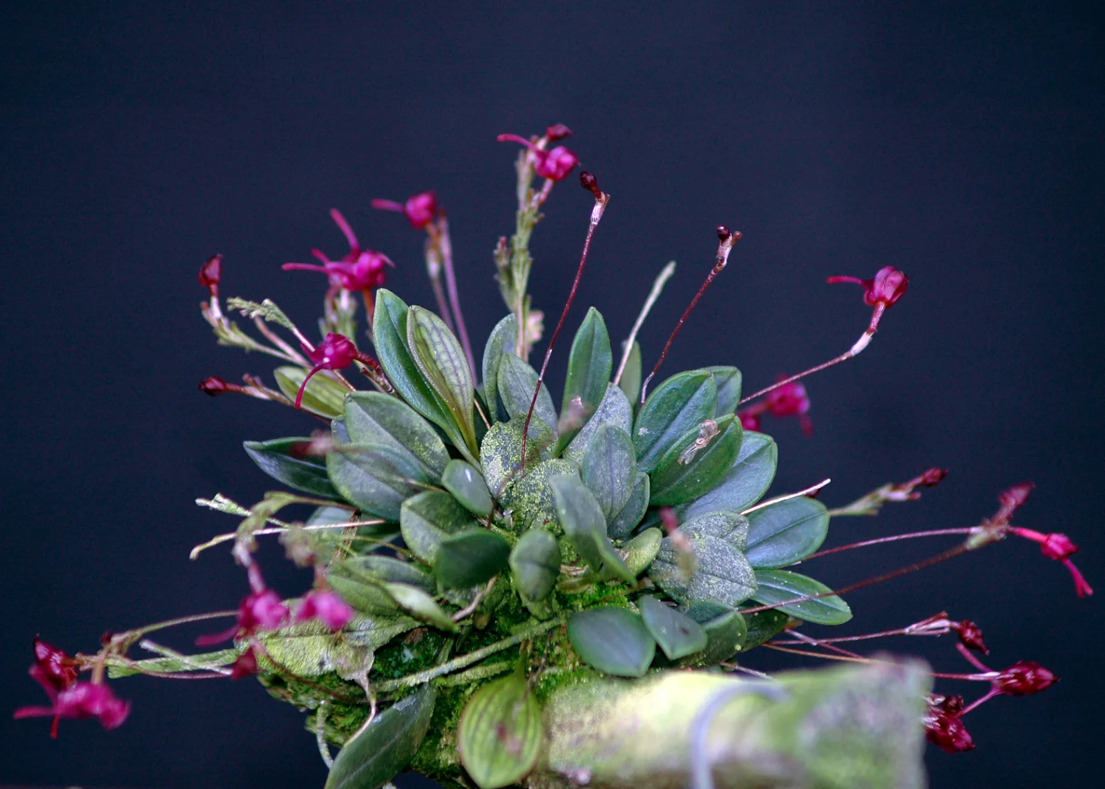 PORROGLOSSUM RODRIGOI  