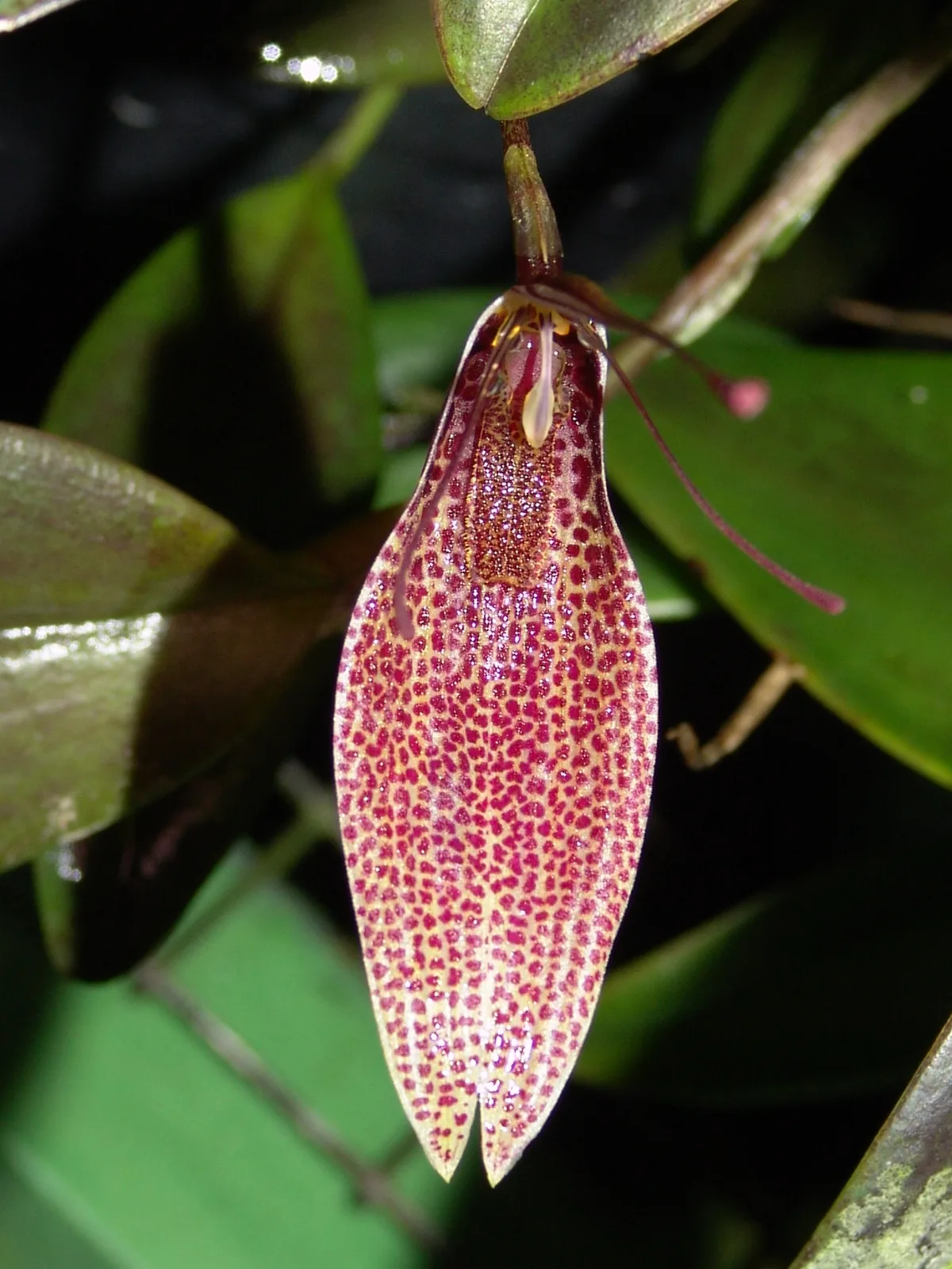 RESTREPIA ANTENNIFERA  