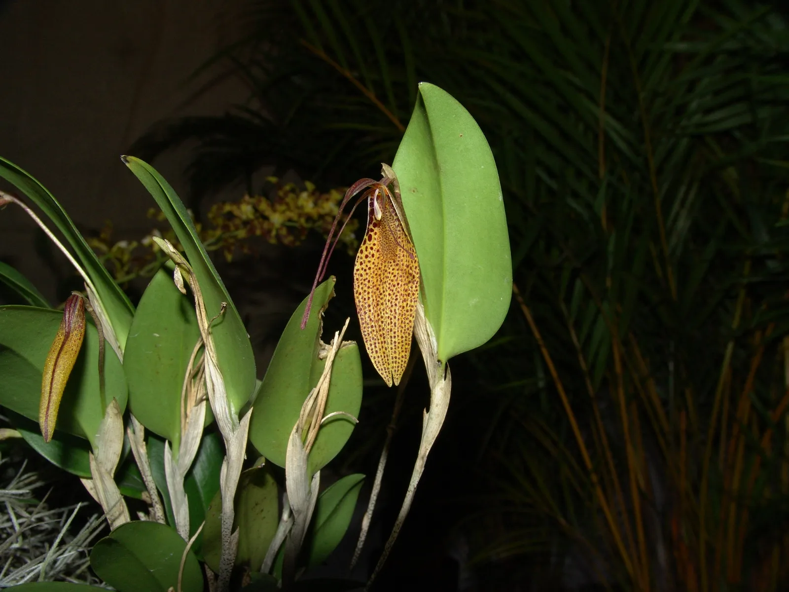 RESTREPIA ANTENNIFERA  'BIG'