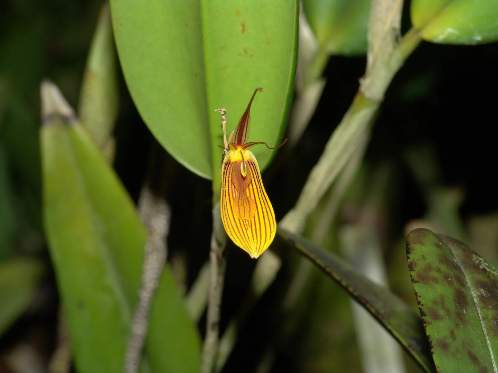 RESTREPIA FALKENBERGII  